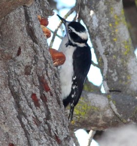 WOODPECKER, HAIRY (10-7-09) oso flaco, slo co, ca -01