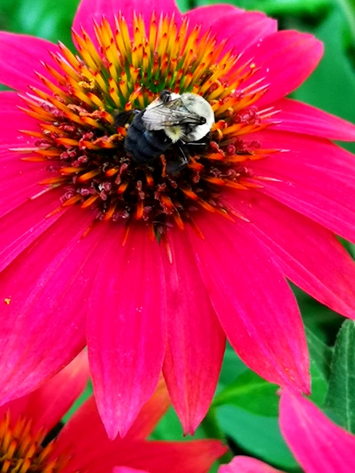 Bumblebee visiting Echinacea 'Cheyenne Spirit'