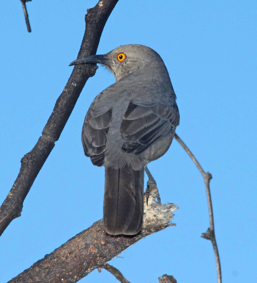 THRASHER, CURVE-BILLED (10-9-10) kino springs, scc, az -03