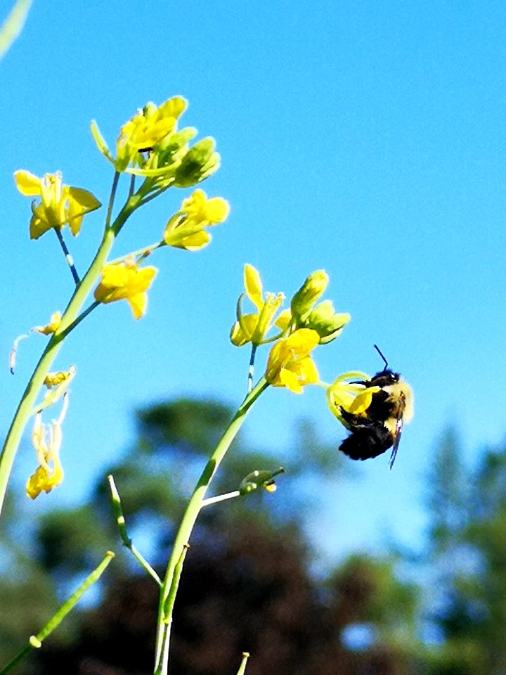 Bumblebee and mustard flowers Brassica juncea