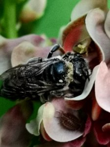 Native bee visiting hopniss (Apios americana)