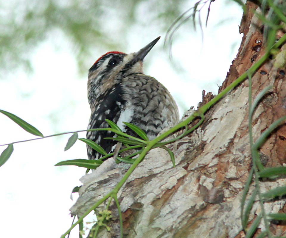 SAPSUCKER, YELLOW-BELLIED (12-21-09) first winter, santa rosa park, slo, ca -04