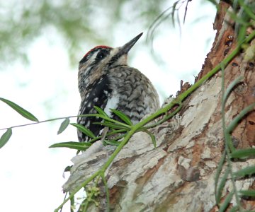 SAPSUCKER, YELLOW-BELLIED (12-21-09) first winter, santa rosa park, slo, ca -04