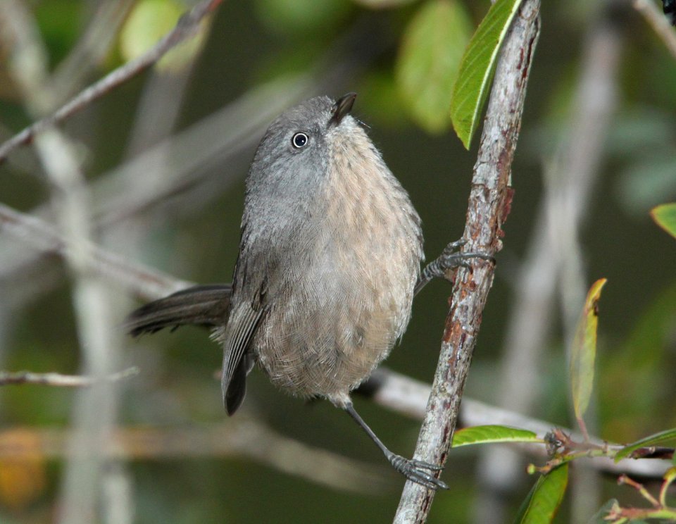 WRENTIT (11-4-09) coon creek trail, mdo, slo co, ca -05