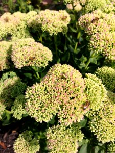 Honeybees all over Hylotelephium before the flowers really open