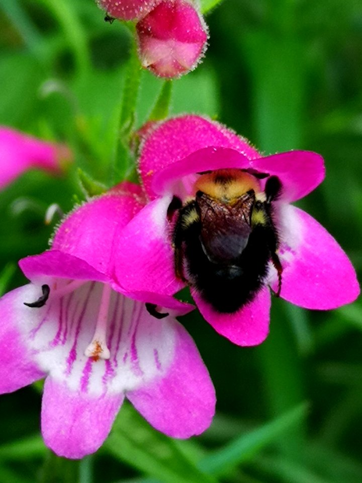 Bee in beardtongue Penstemon Red Rocks