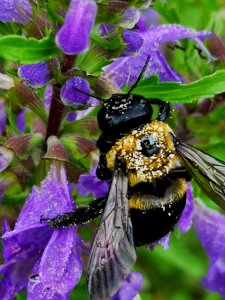 Carpenter bee (Xylocopa virginica) visiting flowers of dragonhead (Dracocephalum moldavica), with pollen