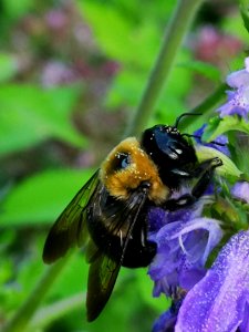 Carpenter bees have been robbing the dragonhead like crazy