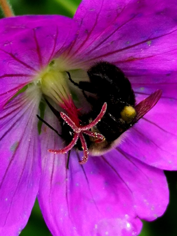 Bumblebee visiting cranesbill Geranium Azure Rush