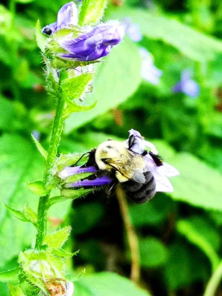 Bumblebee visiting blue cardinal flower Lobelia siphilitica