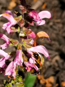 Bumblebee visiting meadow sage