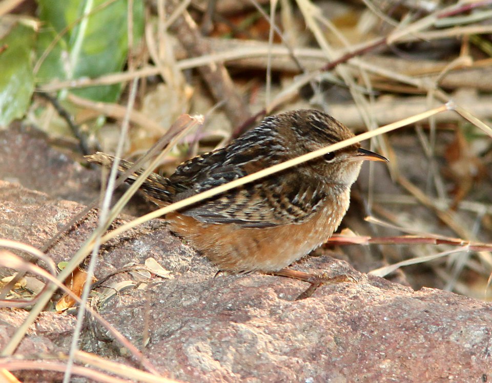 WREN, SEDGE (12-2-10) pena blanca lake, scc, az -04