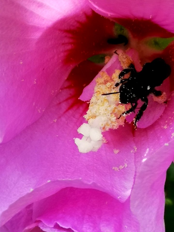 Black bee in rose of Sharon Hibiscus syriacus
