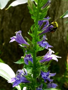 Bumblebee visiting Lobelia siphilitica photo