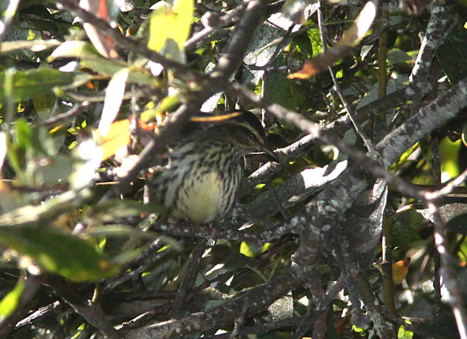 WATERTHRUSH, NORTHERN (10-5-09) oceano c g -04