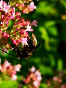 Two-spotted Longhorn bee (Melissodes bimaculatus) visiting oregano flowers (Origanum vulgare)