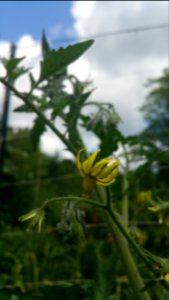 Black Beauty tomato has pretty flowers