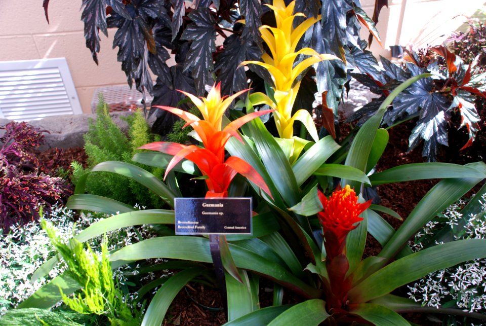 Guzmania, Guzmania sp.