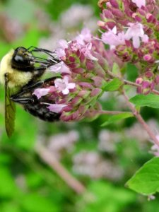Bumblebee visiting oregano