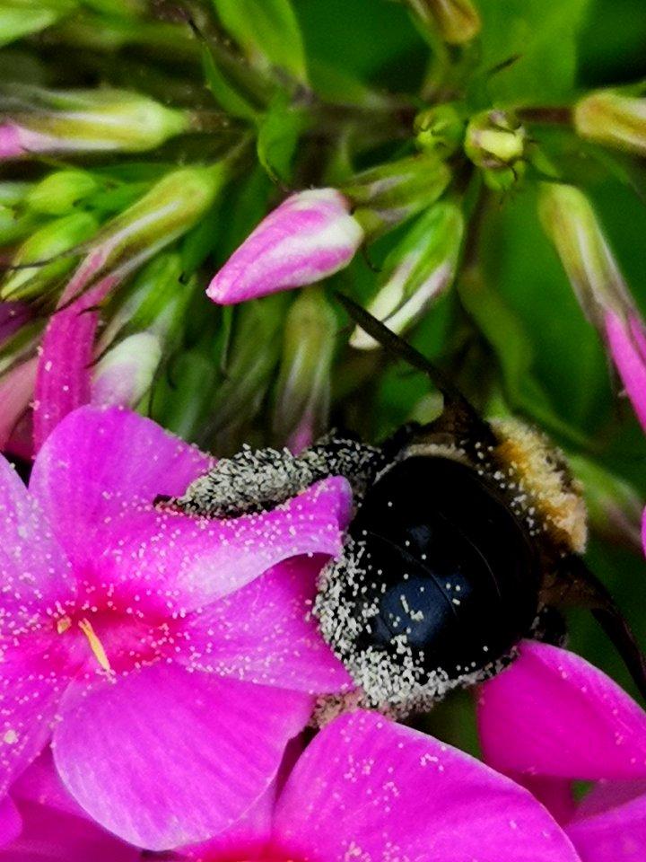 Carpenter bee nectar robbing Phlox paniculata