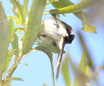 VIREO, LEAST BELL'S (9-13-09) pecho willows, los osos, slo co, ca -12