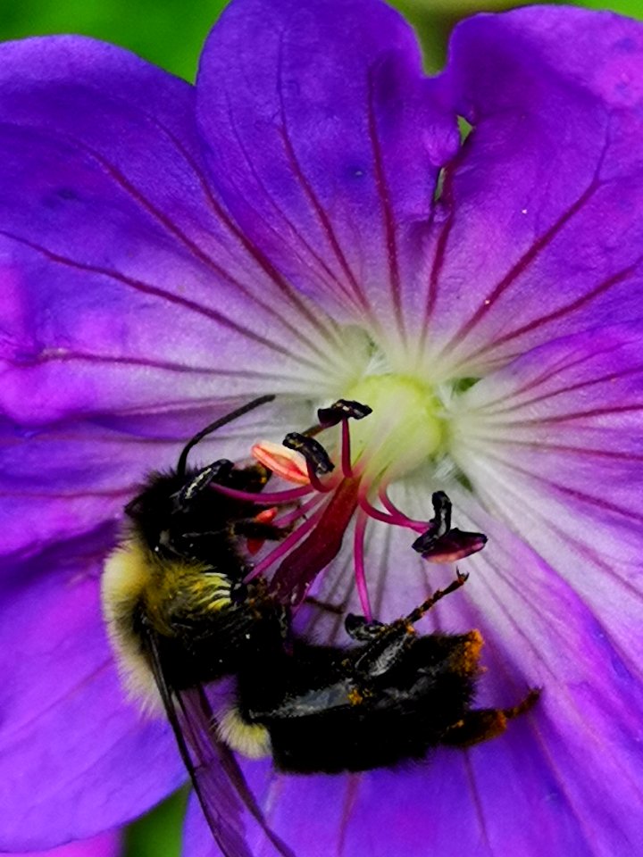 Bumblebee visiting cranesbill Geranium Azure Rush