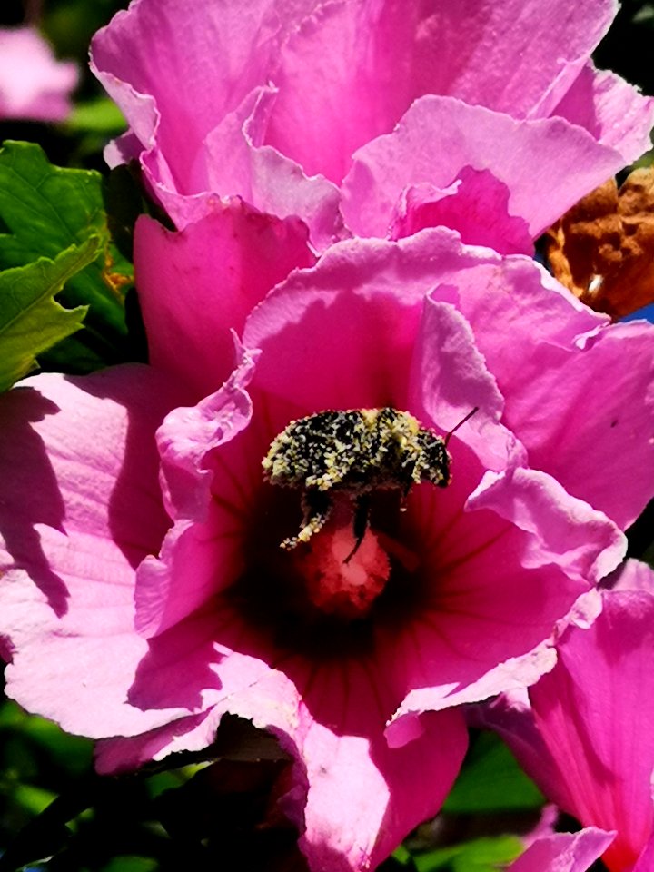 Bumblebee covered in pollen from visiting rose of Sharon (Hibiscus syriacus) flowers