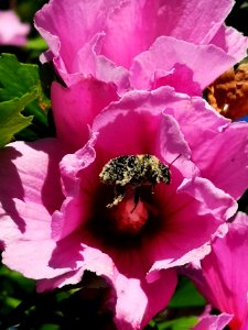 Bumblebee covered in pollen from visiting rose of Sharon (Hibiscus syriacus) flowers