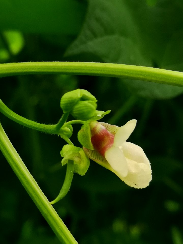 Phaseolus vulgaris Taos Red bean