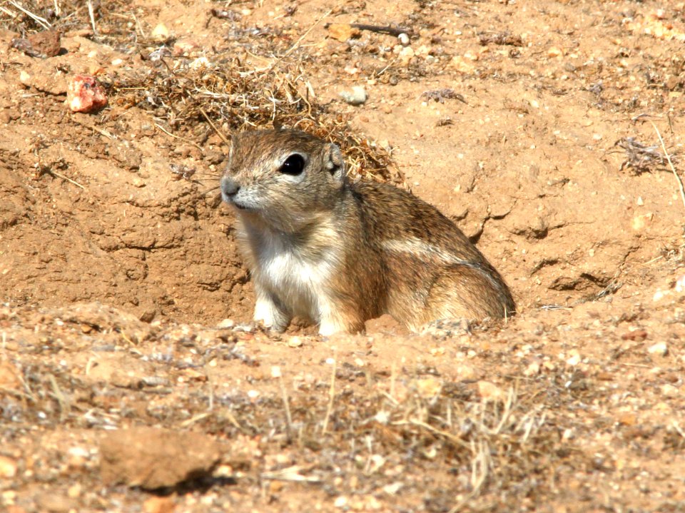 SQUIRREL, SAN JOAQUIN ANTELOPE (citellus nelsoni) (10-29-09) carrizo plain national monument, slo co, ca -05