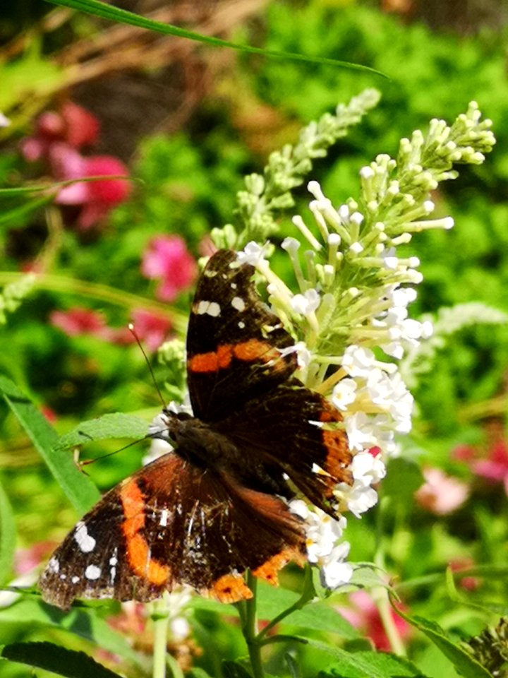 Red admiral butterfly Vanessa atalanta visiting butterfly bush Buddleja