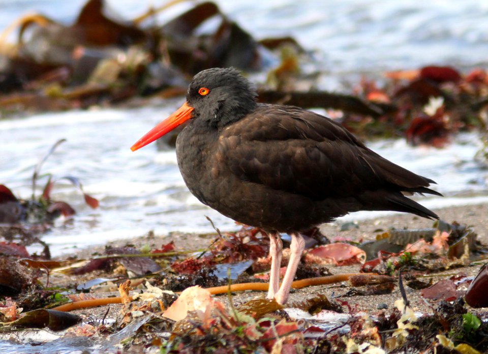 OYSTERCATCHER, BLACK (11-20-09) estero bluffs state park, slo co, ca -03