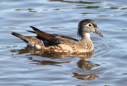 DUCK, WOOD (10-7-09) oceano com pond, oceano, slo co, ca -01