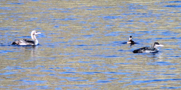 LOON, COMMON and PACIFIC, and WESTERN GREBE (10-26-10) patagonia lake state park, scc, az -01