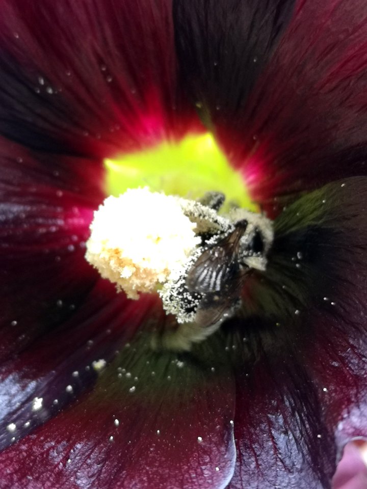Bumblebee covered with pollen visiting black hollyhock Alcea nigra