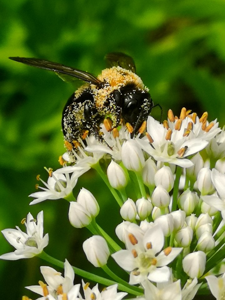 Carpenter bee Xylocopa virginica covered in pollen visiting flowers of garlic chives Allium tuberosum