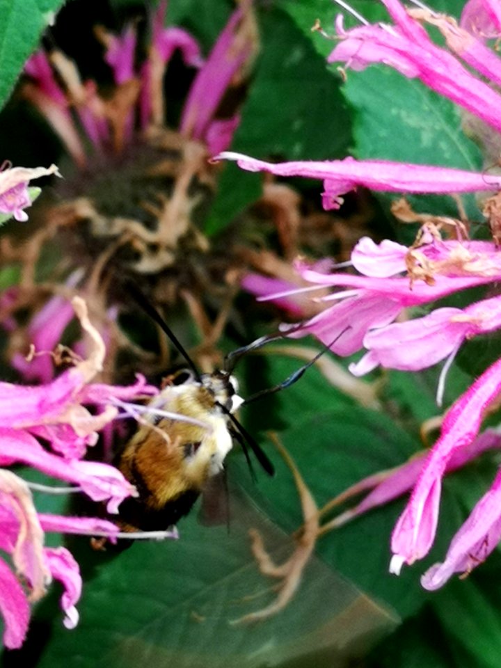 Snowberry clearwing moth (Hemaris diffinis) visiting bee balm (Monarda didyma 'Balmy Pink')