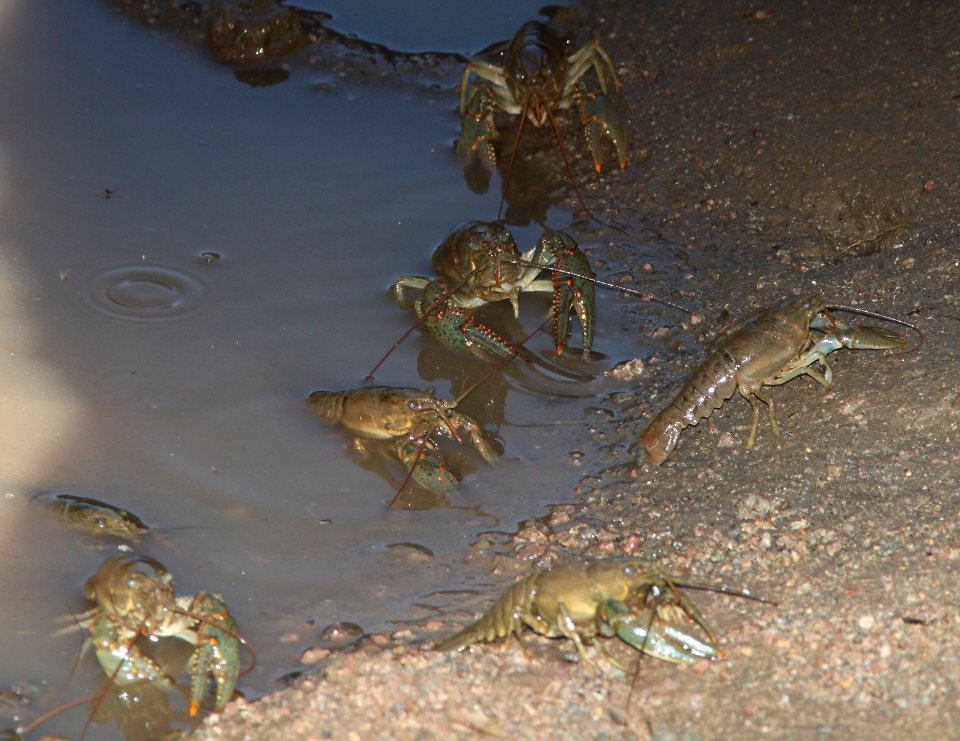 CRAYFISH (10-3-10) standed in a puddle below dam at Pt Lake St Park -01