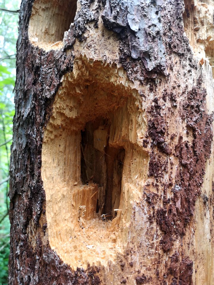 Holey tree