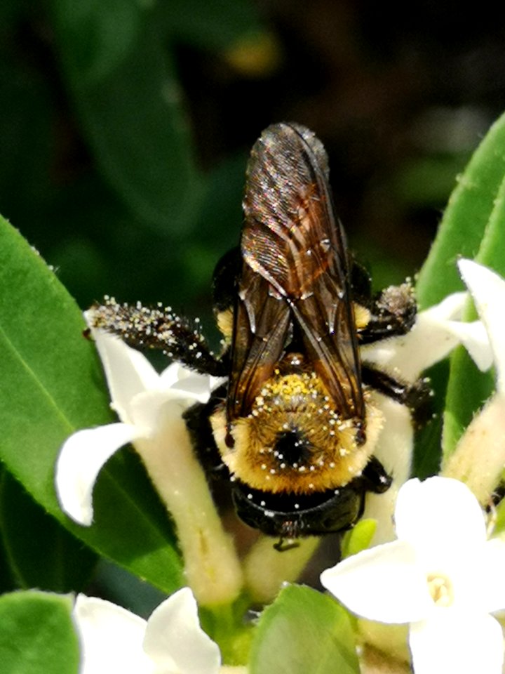 Carpenter bee nectar robbing Daphne (hybrid Eternal Fragrance) flowers, with pollen