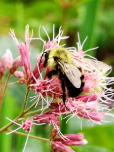 Bumblebee visiting Joe Pye weed
