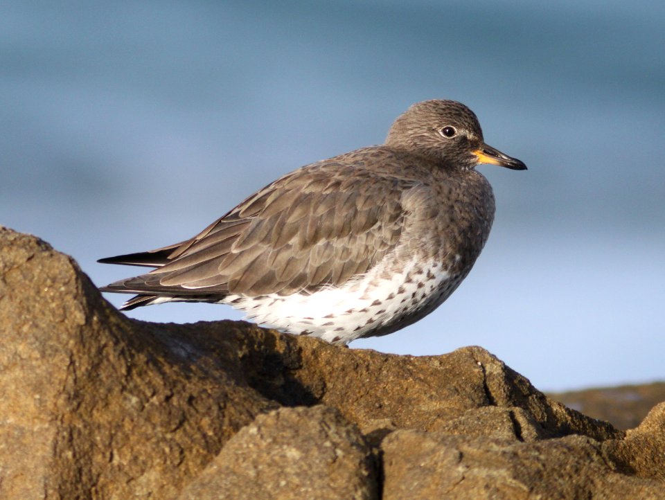 SURFBIRD (11-5-09) northpoint, morro bay, slo co, ca -11