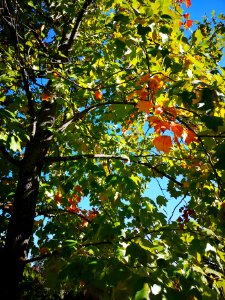 Tuliptree (Liriodendron tulipifera) with some reddish leaves in autumn