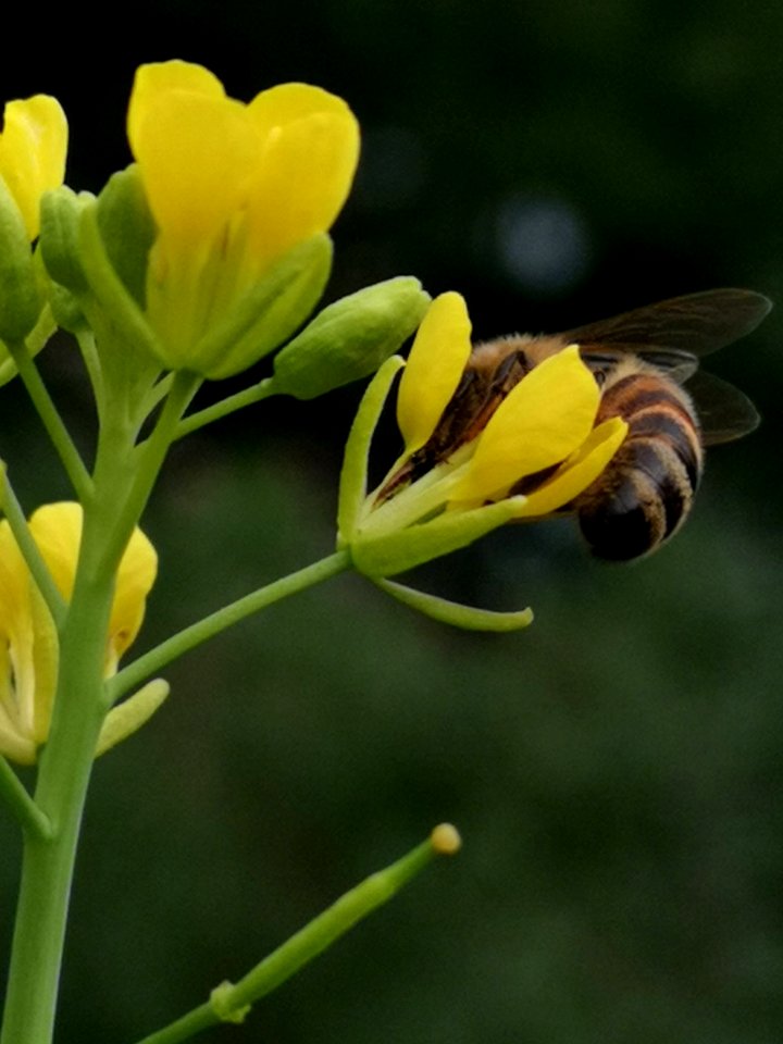 Honeybee visiting mustard Brassica juncea flowers