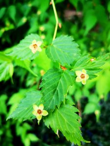 Kerria japonica Honshu after it is done blooming