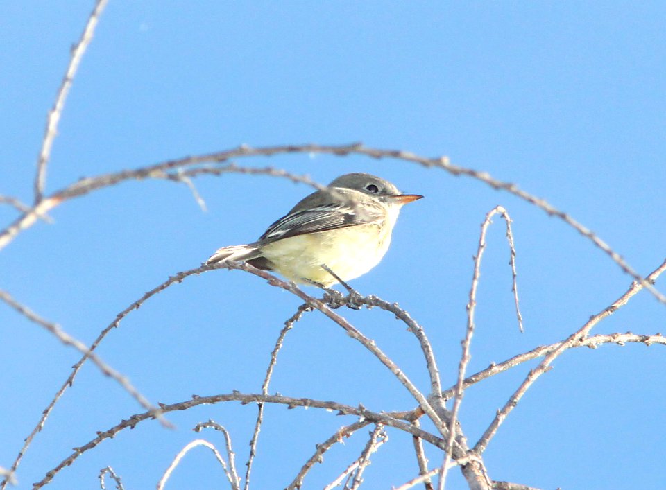 FLYCATCHER, GRAY (11-24-10) patagonia lake, scc, az -01