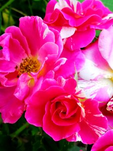 Striped rose Rosa Candy Land
