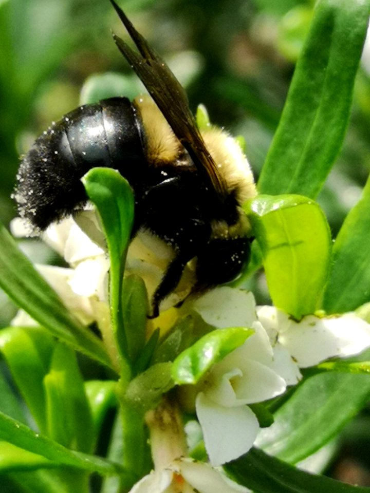 Carpenter bee nectar robbing Daphne Eternal Fragrance