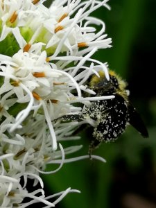 Bumblebee with pollen visiting gayfeather (Liatris spicata 'Floristan White')