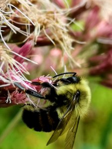 Bumblebee visiting Joe Pye weed Eupatorium
